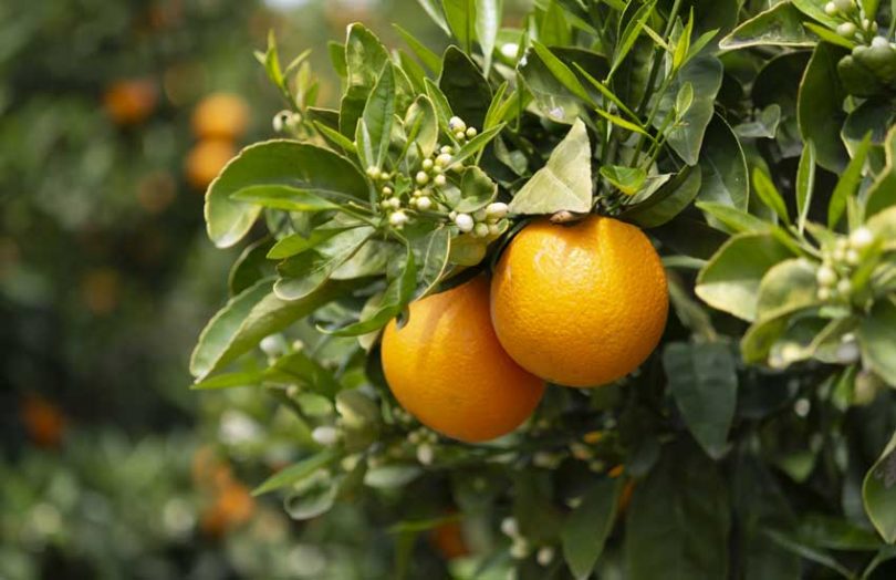 plantacja pomarańczy cytrusowej